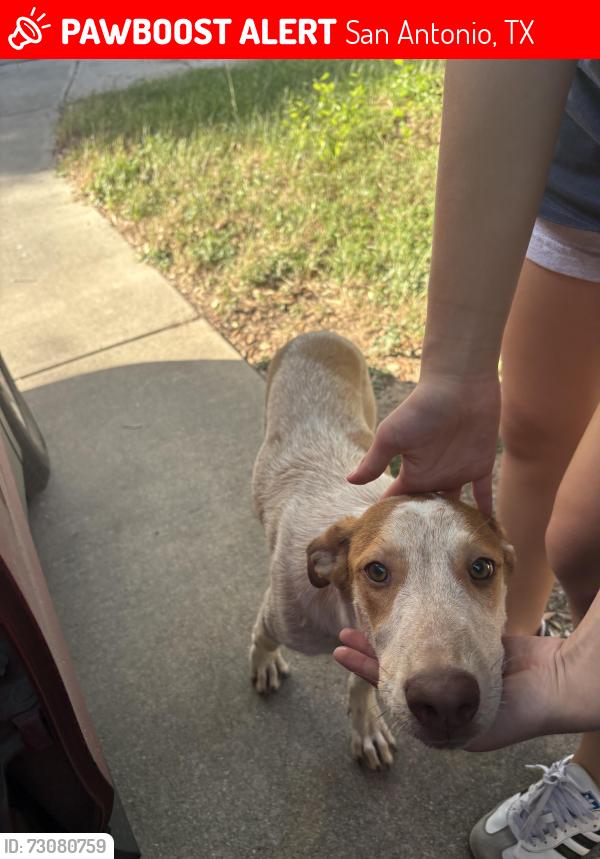 Lost Female Dog last seen Nacogdoches rd and Dolente, San Antonio, TX 78266