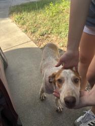 Lost Female Dog last seen Nacogdoches rd and Dolente, San Antonio, TX 78266