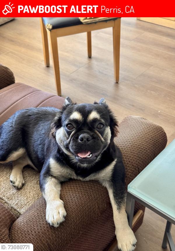Lost Female Dog last seen Stone creek area, Perris, CA 92570