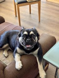 Lost Female Dog last seen Stone creek area, Perris, CA 92570