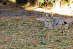 Lost Male Cat last seen Between 1st and 2nd Street South Kingsley Dr., Los Angeles, CA 90004