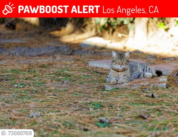 Lost Male Cat last seen Between 1st and 2nd Street South Kingsley Dr., Los Angeles, CA 90004