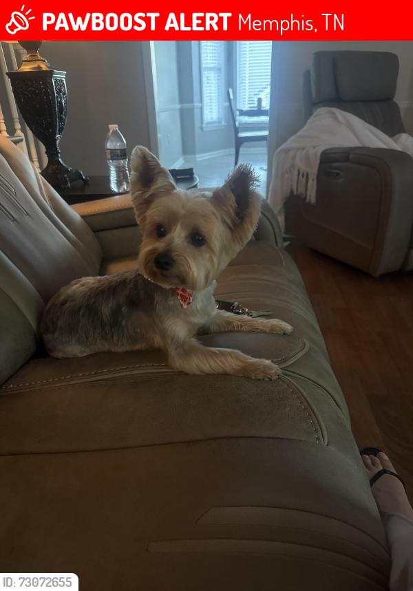 Lost Female Dog last seen Sulgrave Drive, Memphis, TN 38119
