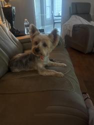 Lost Female Dog last seen Sulgrave Drive, Memphis, TN 38119