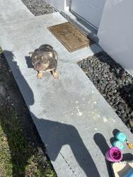 Lost Female Dog last seen 183/37, Miami Gardens, FL 33055