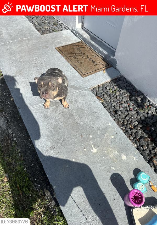 Lost Female Dog last seen 183/37, Miami Gardens, FL 33055