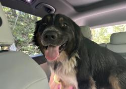 Found/Stray Male Dog last seen Riley Moore Falls, Oconee County, SC 29693