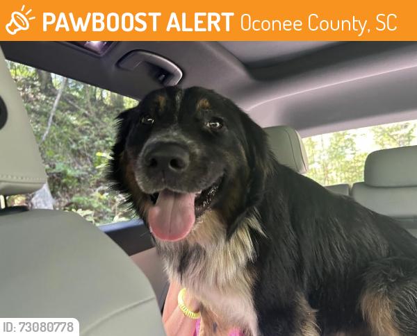 Found/Stray Male Dog last seen Riley Moore Falls, Oconee County, SC 29693