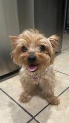 Lost Female Dog last seen South houston, South Houston, TX 77587