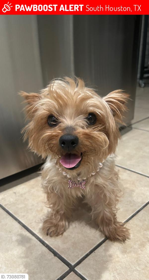 Lost Female Dog last seen South houston, South Houston, TX 77587