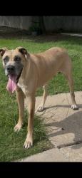 Found/Stray Male Dog last seen S sooner rd and 44th st area, Oklahoma City, OK 73135