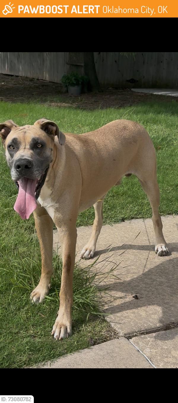 Found/Stray Male Dog last seen S sooner rd and 44th st area, Oklahoma City, OK 73135
