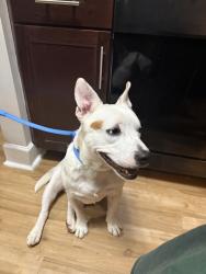 Found/Stray Male Dog last seen Kroger near Clarksville pike, Gallatin, TN 37066