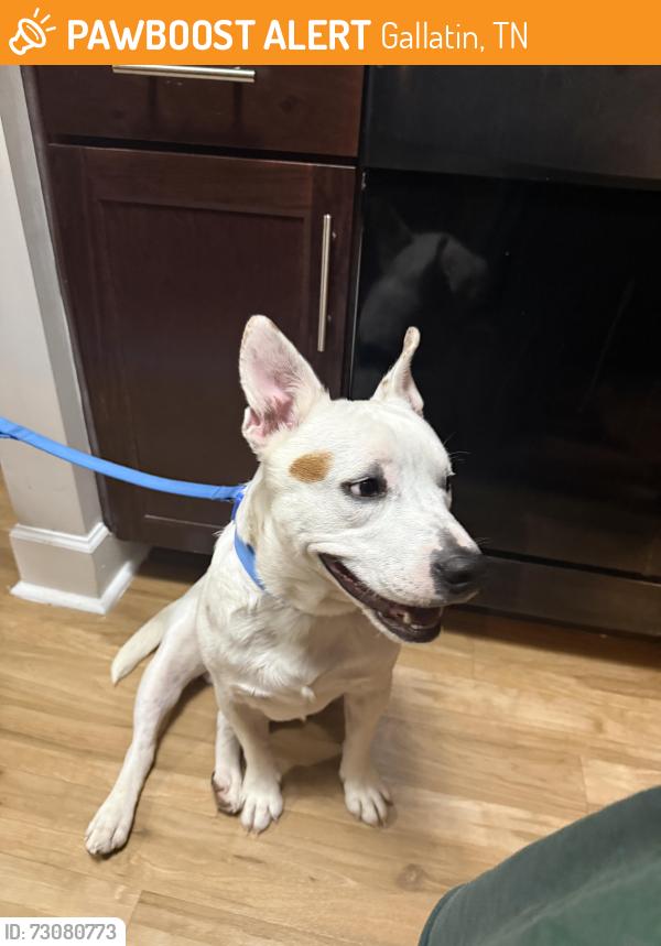 Found/Stray Male Dog last seen Kroger near Clarksville pike, Gallatin, TN 37066