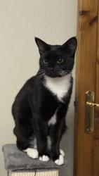 Lost Male Cat last seen Sunray Avenue / Rayleigh Road in Hutton, Hutton, England 
