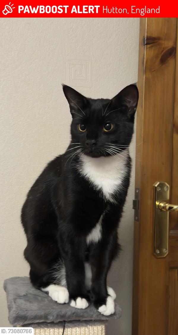 Lost Male Cat last seen Sunray Avenue / Rayleigh Road in Hutton, Hutton, England 