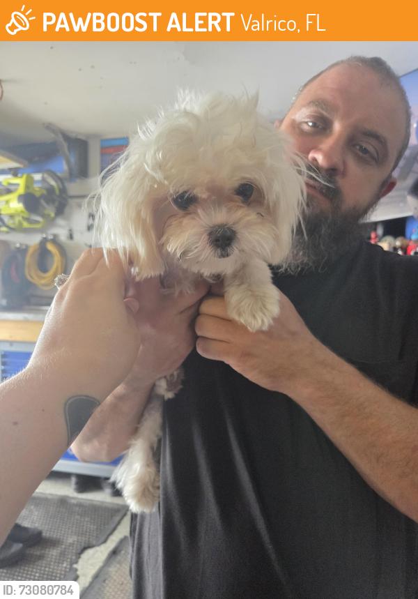 Found/Stray Female Dog last seen Durant and St cloud, Valrico, FL 33594