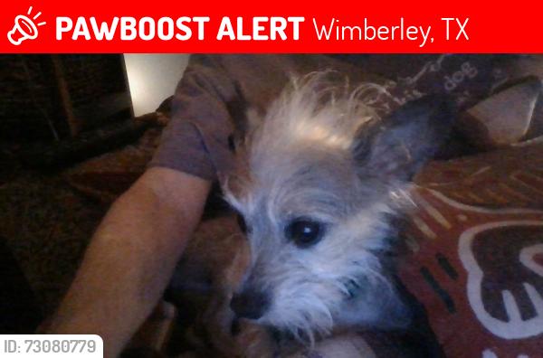 Lost Male Dog last seen cedar oaks mesa, Wimberley, TX 78676