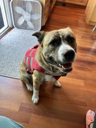 Reunited Female Dog last seen Santa Teresa and 85, San Jose, CA 95123