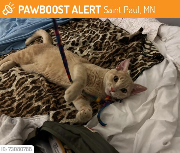 Found/Stray Male Cat last seen Lexington Avenue and Thomas Avenue, Saint Paul, MN 55116