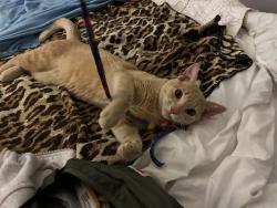 Found/Stray Male Cat last seen Lexington Avenue and Thomas Avenue, Saint Paul, MN 55116