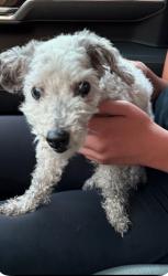 Found/Stray Female Dog last seen Near and Rayford Rd., Spring, TX 77373
