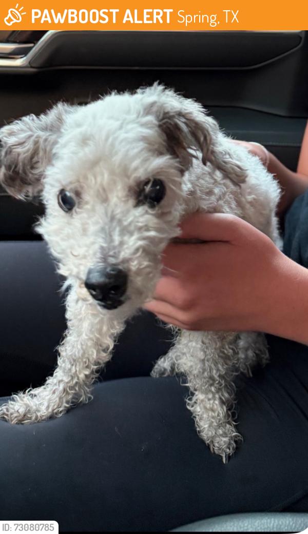 Found/Stray Female Dog last seen Near and Rayford Rd., Spring, TX 77373