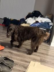 Shelter Stray Male Dog last seen Near Tancho Dr, Madison, Madison 17, City of, WI, 5132 Voges Rd, Madison, WI 53718, USA