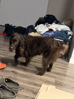 Shelter Stray Male Dog last seen Near Tancho Dr, Madison, Madison 17, City of, WI, 5132 Voges Rd, Madison, WI 53718, USA