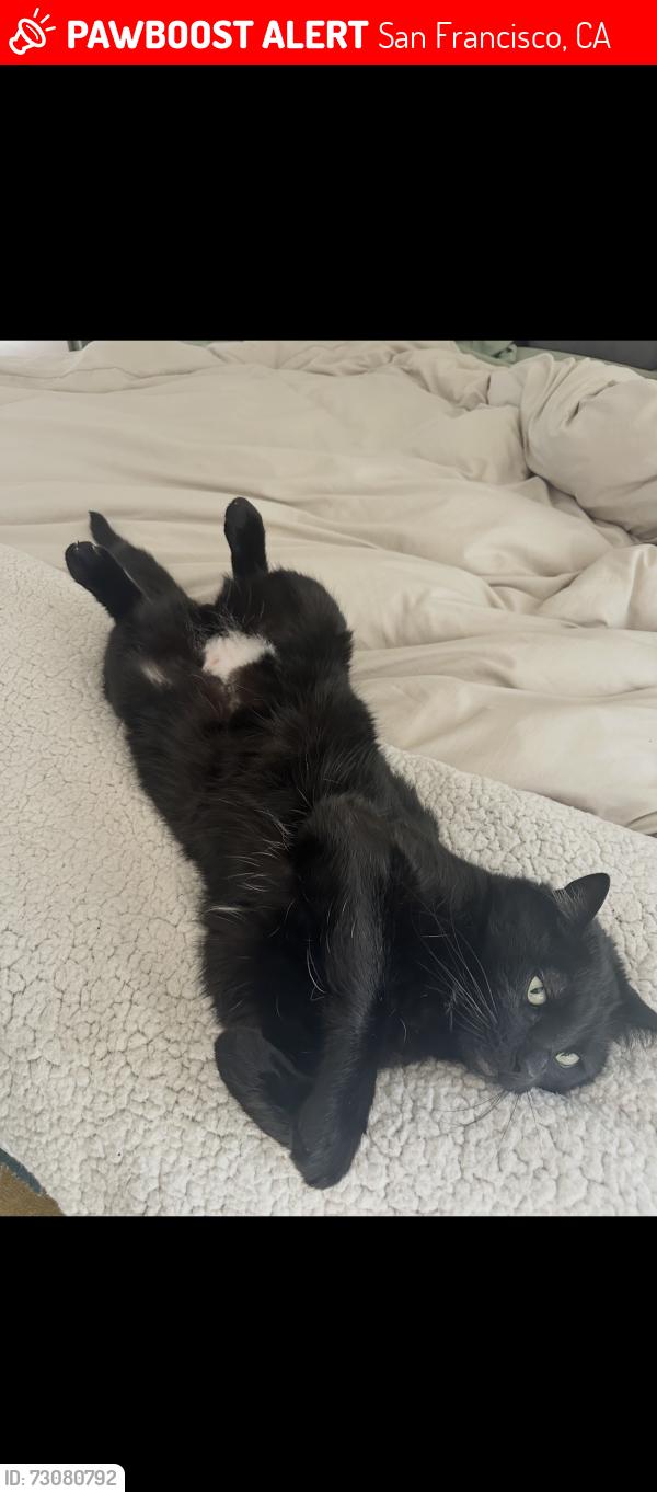 Lost Male Cat last seen Mangels and burnside Ave San Francisco, San Francisco, CA 94131