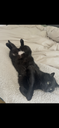 Lost Male Cat last seen Mangels and burnside Ave San Francisco, San Francisco, CA 94131