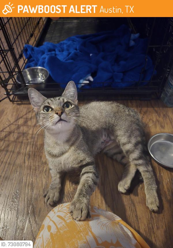 Found/Stray Female Cat last seen Maryland dr. And jamestown, Austin, TX 78758