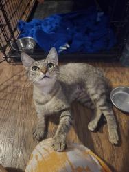 Found/Stray Female Cat last seen Maryland dr. And jamestown, Austin, TX 78758