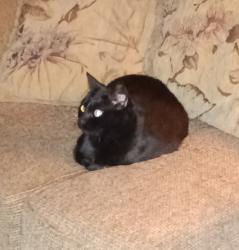 Lost Female Cat last seen Billy Pyle and Coker, Rome, GA 30165