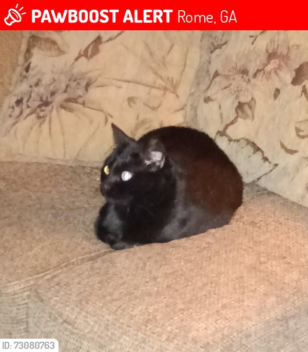 Lost Female Cat last seen Billy Pyle and Coker, Rome, GA 30165