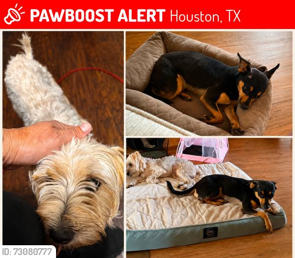 Lost Male Dog last seen Blalock and Neuens, Houston, TX 77080