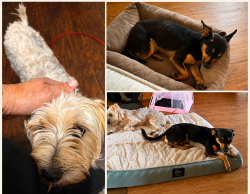 Lost Male Dog last seen Blalock and Neuens, Houston, TX 77080