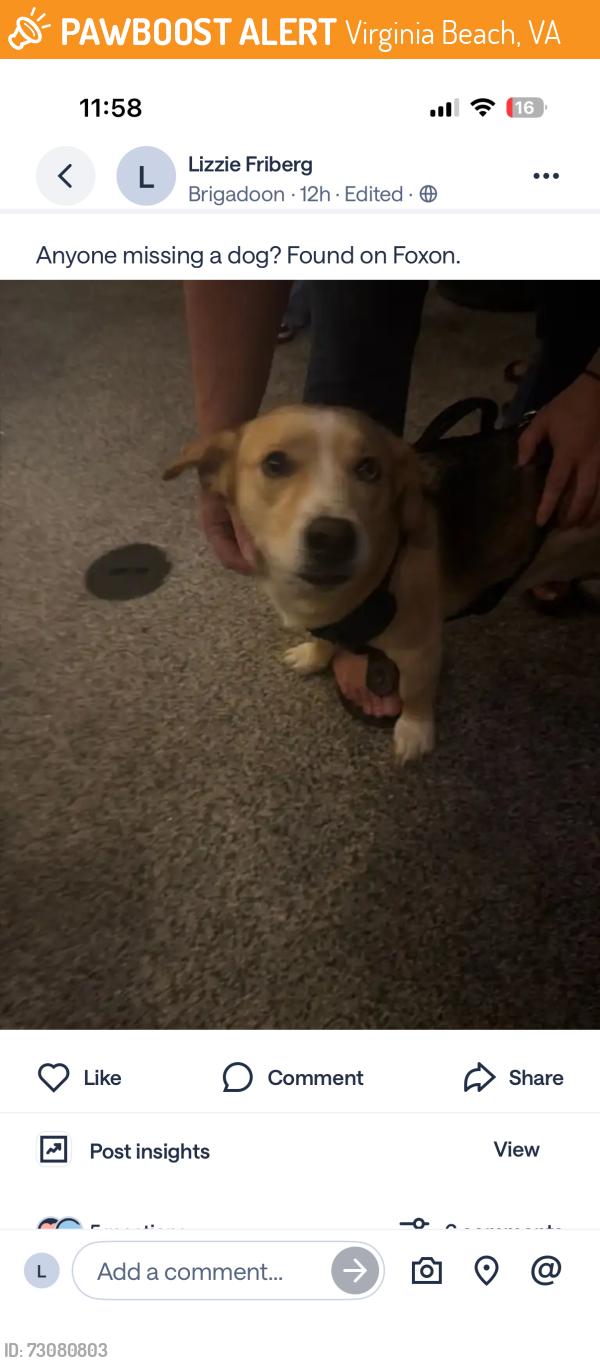 Found/Stray Male Dog last seen Kempsville, Virginia Beach, VA 23464