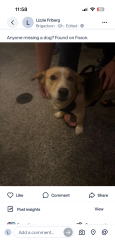 Found/Stray Male Dog last seen Kempsville, Virginia Beach, VA 23464