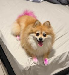 Reunited Female Dog last seen Fullerton Ave , Chicago, IL 60647