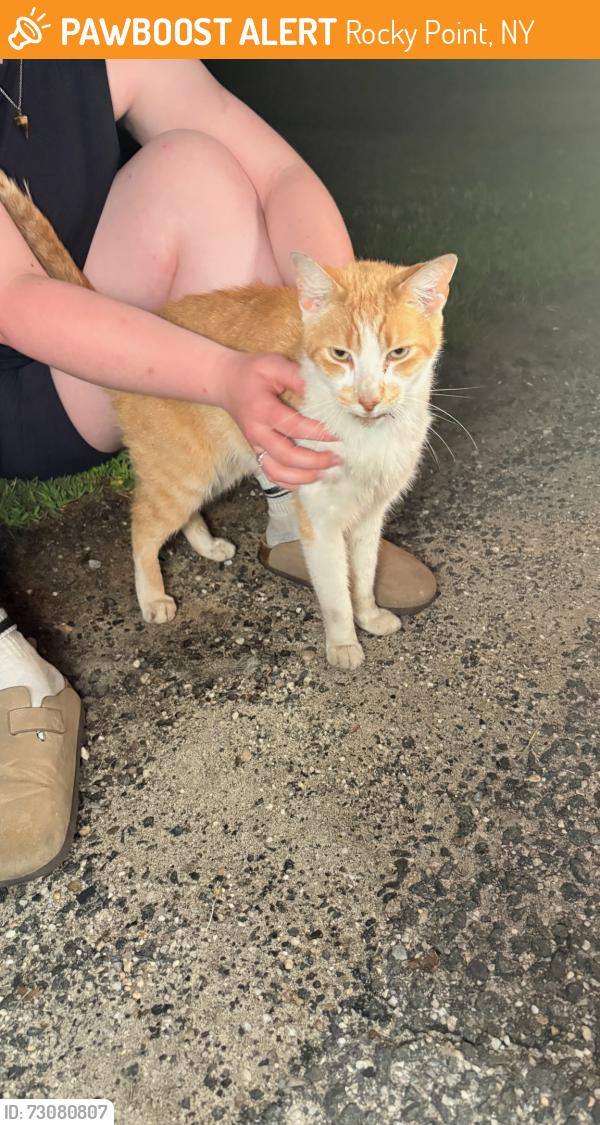 Found/Stray Female Cat last seen Prince Street Rocky Point, Rocky Point, NY 11778
