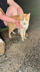 Found/Stray Female Cat last seen Prince Street Rocky Point, Rocky Point, NY 11778