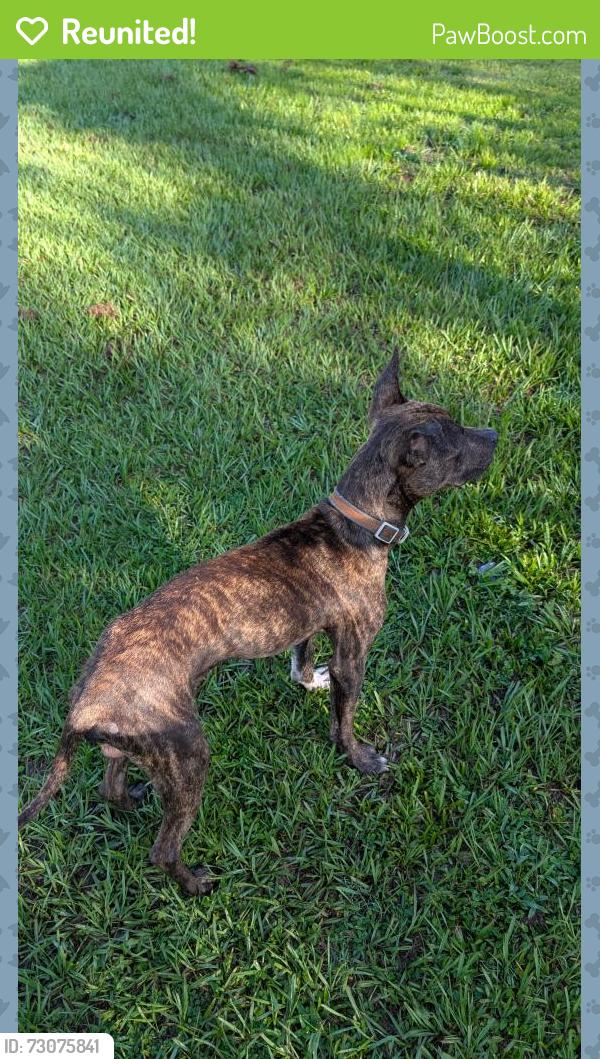 Reunited Male Dog last seen Wiley Avenue, Mims, FL 32754