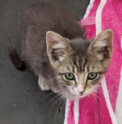 Found/Stray Female Cat last seen Lions Park, Ontario, OR 97914