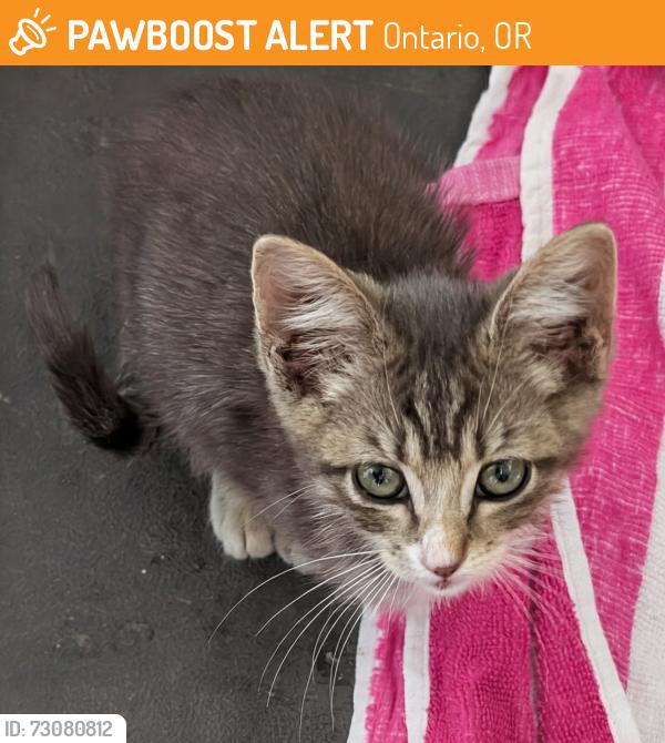 Found/Stray Female Cat last seen Lions Park, Ontario, OR 97914
