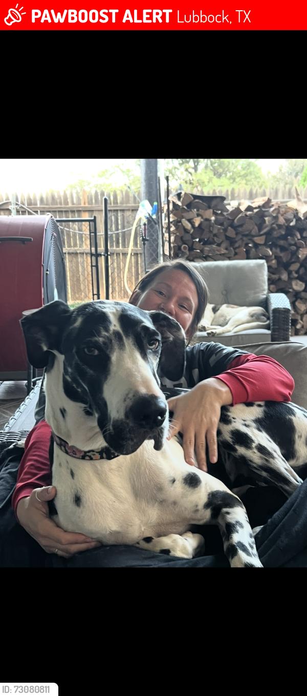 Lost Female Dog last seen Milwaukee and 6300, Lubbock, TX 79416