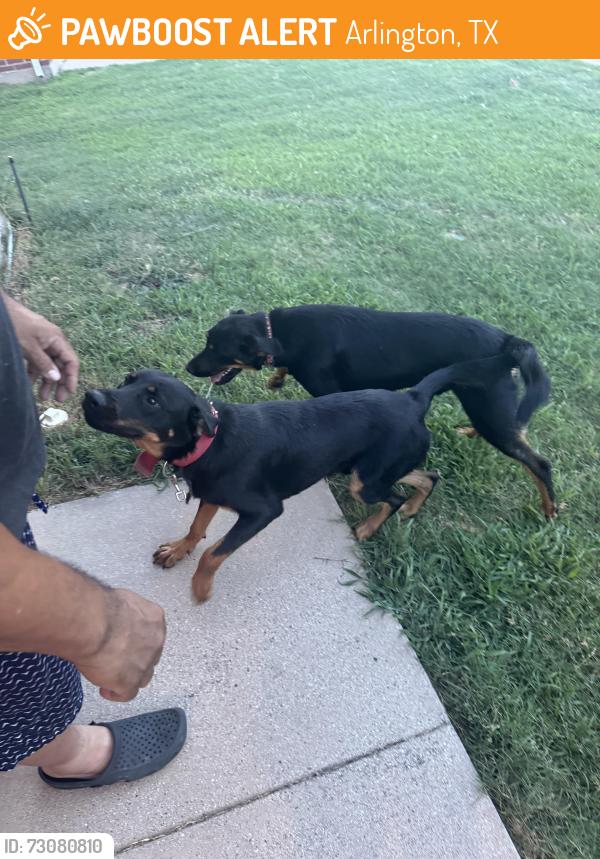 Found/Stray Male Dog last seen Dove meadows dr., Arlington, TX 76002