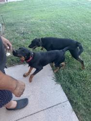 Found/Stray Male Dog last seen Dove meadows dr., Arlington, TX 76002