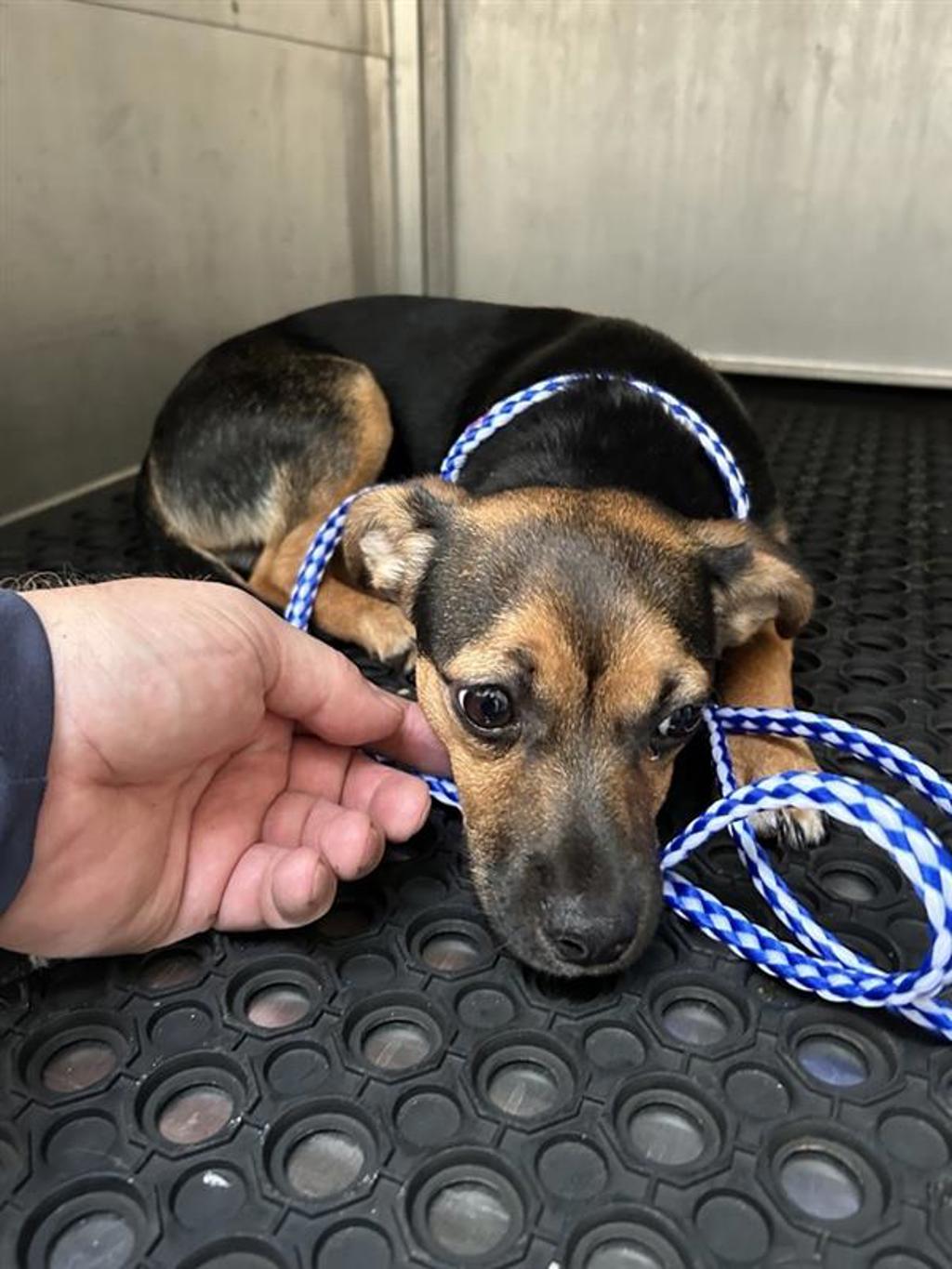 Shelter Stray Male Dog last seen TX, 7201 Levander Loop bldg a, Austin, TX 78702, USA