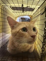 Shelter Stray Male Cat last seen Near Lemon Drive, AUSTIN, TX, 78744, 7201 Levander Loop bldg a, Austin, TX 78702, USA